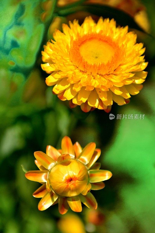 Strawflower /蜡菊